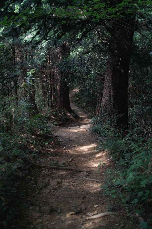 Chemin paisible dans une forêt lumineuse avec des arbres verts